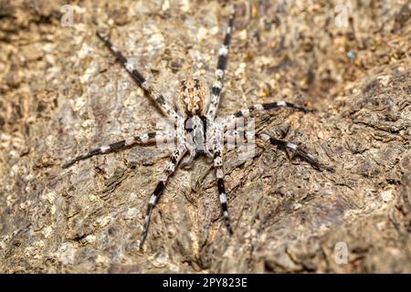 Araignée errante ornementale (Viridasius fasciatus), Kivalo Banque D'Images