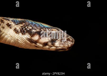 Serpent à oeil de chat malgache, malgache colubrinus, Miandridazo Madagascar faune Banque D'Images