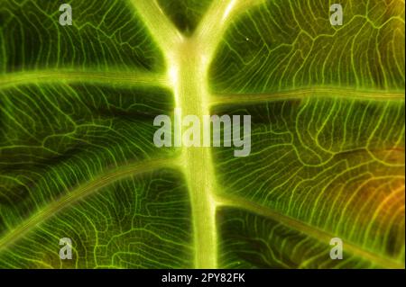 Photo macro d'une feuille d'alocasie verte montrant ses vains Banque D'Images