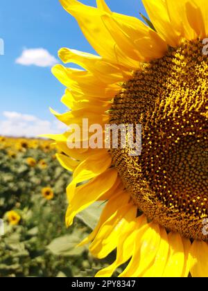 Tête de tournesol sur le fond d'un champ de tournesols et ciel bleu gros plan Banque D'Images