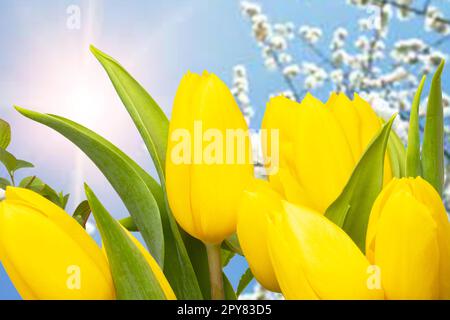 Modèle de carte Hello Spring. Un beau bouquet de tulipes jaunes frais sur un résumé flou narral soleil d'été fond. Le printemps, la Saint-Valentin, les mères ou le jour de mariage. Espace. Banque D'Images