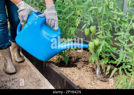 Arrosage potager. Femme gardenier en gants, lits d'eau avec légumes biologiques. Prendre soin des plants de tomates dans la serre à la maison. Banque D'Images