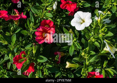 Calibrachoa 'Million Bells', fleur, Pruhonice, République Tchèque, 27 avril, 2023. (CTK photo/Libor Sojka) Banque D'Images