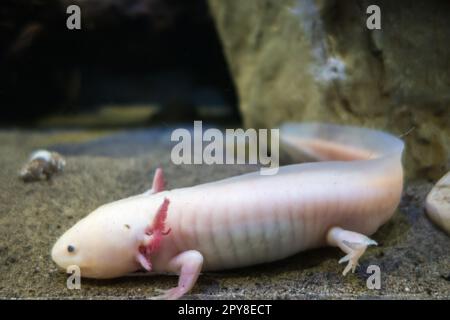 Axolotl sur le sable Banque D'Images