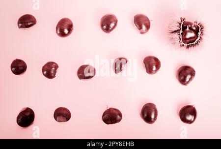 Composition de l'élégant alezan sur fond rose Banque D'Images