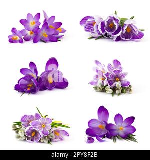 fleur de crocus sur fond blanc - fleurs de printemps fraîches - collage Banque D'Images
