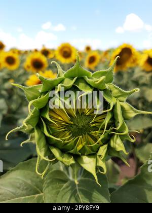 Tournesol jeune sur le terrain gros plan Banque D'Images