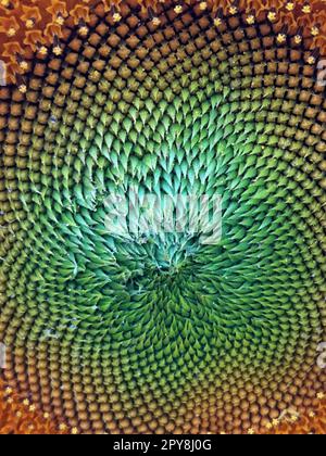 Tête de tournesol non mûr en gros plan Banque D'Images