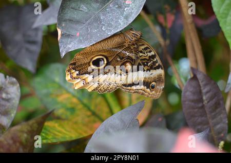 Beau papillon géant à bordure jaune sur plante à l'extérieur, gros plan Banque D'Images