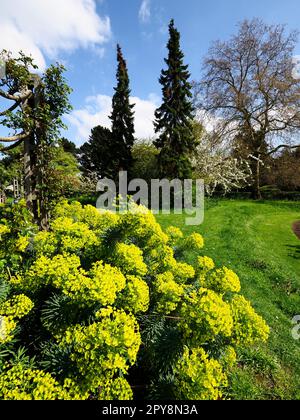 Euphorbia dans le jardin de la Reine Marys au printemps à Regents Park Londres Angleterre Banque D'Images
