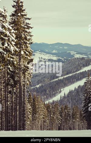 Photo paysage de pins enneigés sur les pistes de montagne Banque D'Images