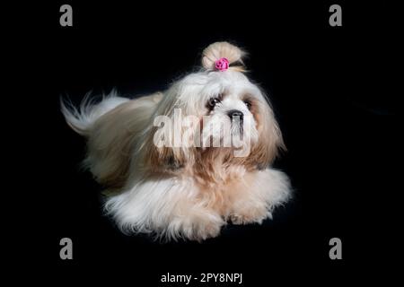 Shih tzu montrer le chien de classe portrait blanc au studio sur fond noir Banque D'Images