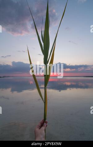 Gros plan main tenant la plante aquatique devant le coucher du soleil sur le lac photo concept Banque D'Images