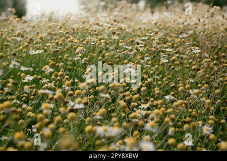 Gros plan camomille fleurs Meadow concept photo Banque D'Images