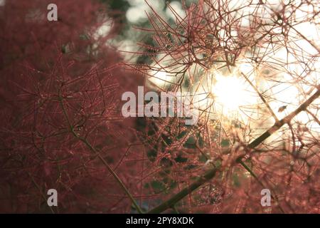 Gros plan lumière du soleil à travers la fumée rose brindilles concept photo Banque D'Images