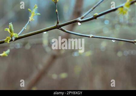 Gros plan des gouttes de rosée sur la photo concept des branches d'érable Banque D'Images