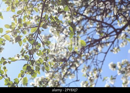 Gros plan sur les fleurs de poire en pleine fleur concept photo Banque D'Images