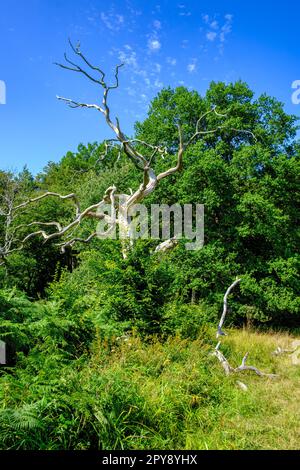 Vieux arbres de sable mort blanchi au soleil, sur le bord d'Ekkodalen, dans la zone forestière d'Almindingen, sur l'île de Bornholm, au Danemark. Banque D'Images