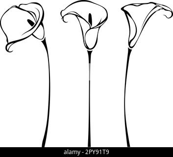 Fleurs de nénuphars. Illustration en dessin au trait des calas isolés sur un fond blanc. Ensemble d'illustrations vectorielles de contour noir et blanc Illustration de Vecteur