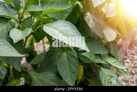 Jeunes plants de poivron avec des feuilles vertes poussant en été dans le jardin dans la serre. Le concept de la culture de légumes biologiques, éblouissement du soleil et reflets Banque D'Images