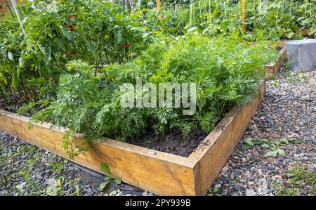 Culture de légumes sur un lit en bois surélevé dans le jardin de l'arrière-cour, concept de culture de légumes Banque D'Images