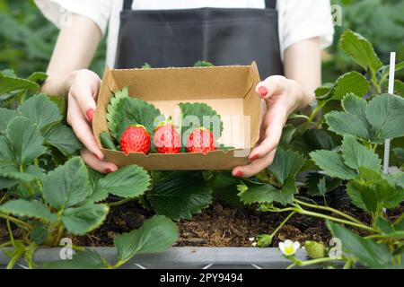 Fraises japonaises fraîchement cueillies dans le jardin. Parfumé, doux, gros, juteux, goût satisfaisant lors de la visite de la ferme intérieure. Banque D'Images