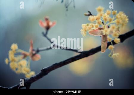 Gros plan Floraison branche de linden photo concept Banque D'Images