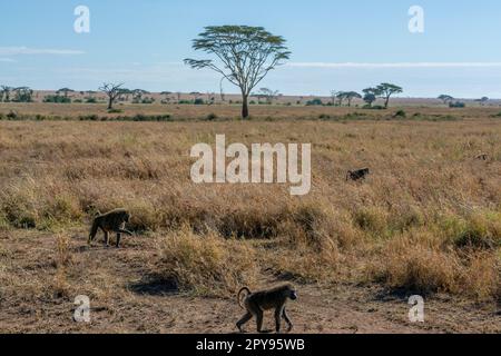 Singes sauvages dans la savane africaine Banque D'Images