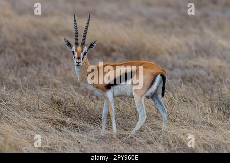 Gazelles sauvages de Thomson dans la savane africaine Banque D'Images