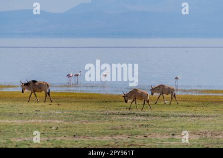 Gazelles sauvages de Thomson dans la savane africaine Banque D'Images