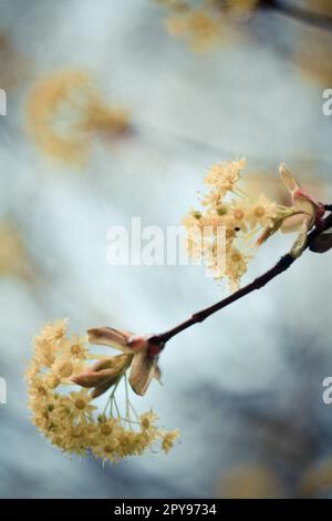 Gros plan sur des grappes de fleurs de linden parfumées sur une photo de concept de branche Banque D'Images