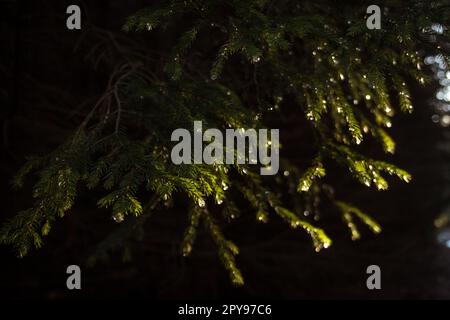 Gros plan des branches de sapin foncé avec des gouttelettes congelées photo concept Banque D'Images