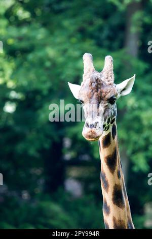 Girafe dans la nature - un portrait Banque D'Images