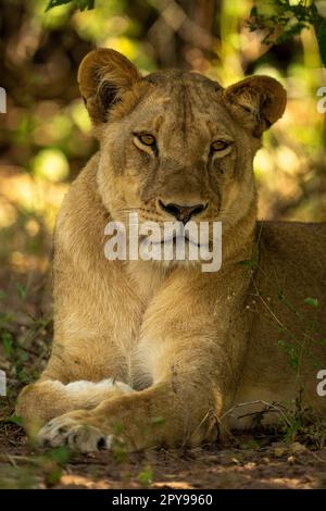 Gros plan de la lioness dans la tête de virage à l'ombre Banque D'Images