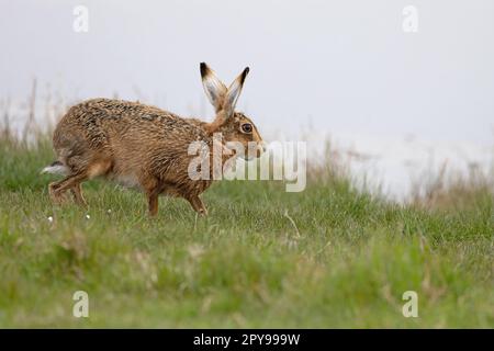 Lièvre brun (Lepus europaeus) CLEY Norfolk UK GB avril 2023 Banque D'Images