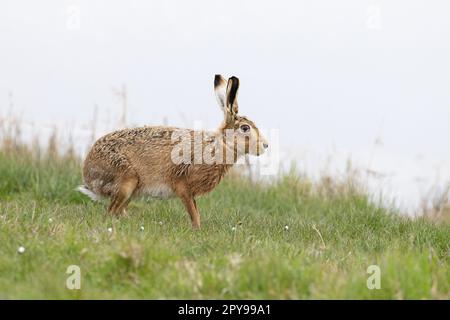 Lièvre brun (Lepus europaeus) CLEY Norfolk UK GB avril 2023 Banque D'Images