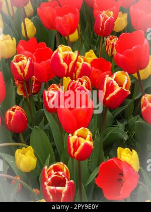 Les masses bordent des Tulips aux couleurs vives, Tulipa, sous le soleil de printemps Banque D'Images