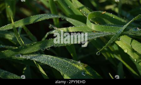 Herbe verte fraîche dans la prairie avec de l'eau de rosée tombe dans la lumière du matin. Banque D'Images