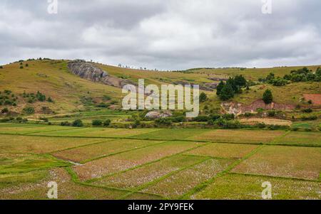 Paysage typique de Madagascar - rizières en terrasse vertes et jaunes sur de petites collines dans la région près de Farariana Banque D'Images