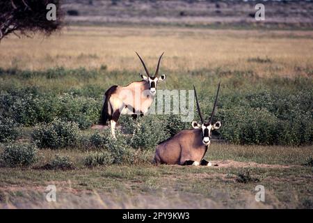 Oryx Banque D'Images