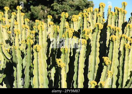 Cactus de Barbarie avec fleur, province d'Alicante, Espagne Banque D'Images