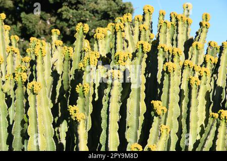 Cactus de Barbarie avec fleur, province d'Alicante, Espagne Banque D'Images