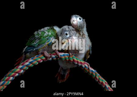 Portrait de bébé conure tête gros plan dans les plans studio Singapour Banque D'Images