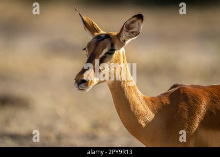 Gros plan de l'impala femelle se tournant vers l'appareil photo Banque D'Images