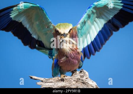 Gros plan des rouleaux à la coupe lilas qui se trouvent sur la souche Banque D'Images