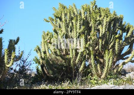 Cactus de Barbarie avec fleur, province d'Alicante, Espagne Banque D'Images