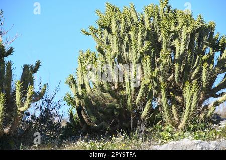 Cactus de Barbarie avec fleur, province d'Alicante, Espagne Banque D'Images