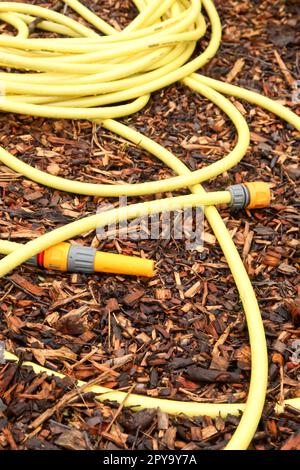 Tuyau de jardin jaune enroulé sur une copeaux de bois dans le sol de jardin du Royaume-Uni. Printemps 2023. Banque D'Images