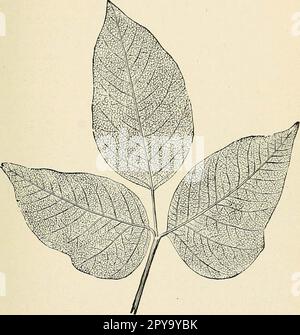 'Un livre de texte de premiers soins et de traitement d'urgence' (1917) Banque D'Images