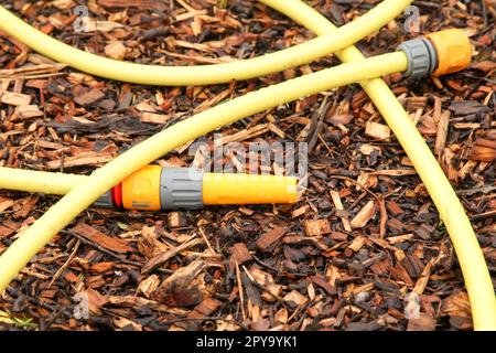Tuyau de jardin jaune enroulé sur une copeaux de bois dans le sol de jardin du Royaume-Uni. Printemps 2023. Banque D'Images